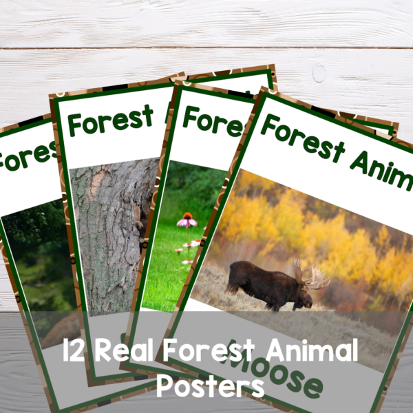 forest-animals-preschool